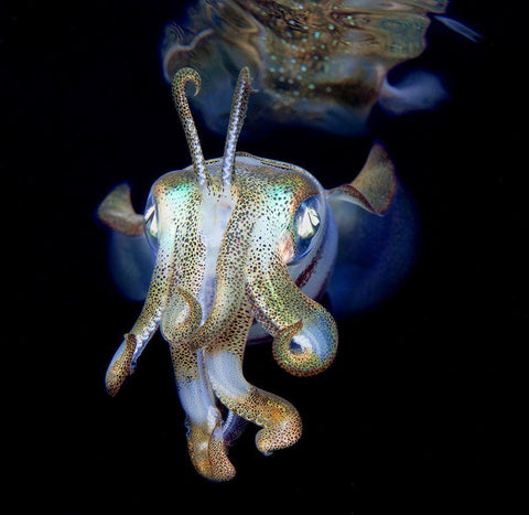 Let Me Introduce Myself - Little Ghost) White Modern Wood Framed Art Print with Double Matting by Narchuk, Andrey