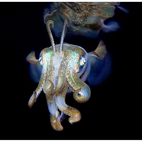 Let Me Introduce Myself - Little Ghost) Gold Ornate Wood Framed Art Print with Double Matting by Narchuk, Andrey