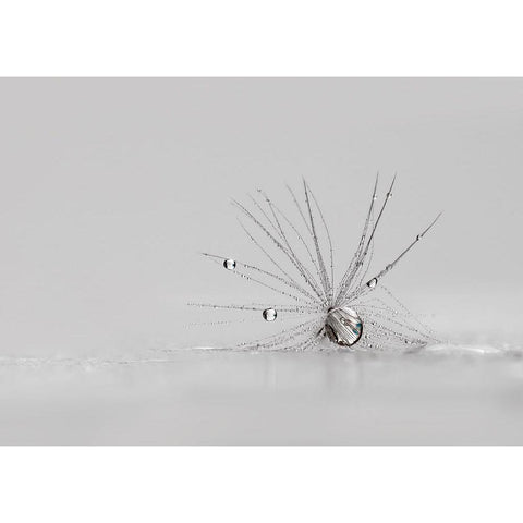 My Silver Spider White Modern Wood Framed Art Print by Westum, Heidi