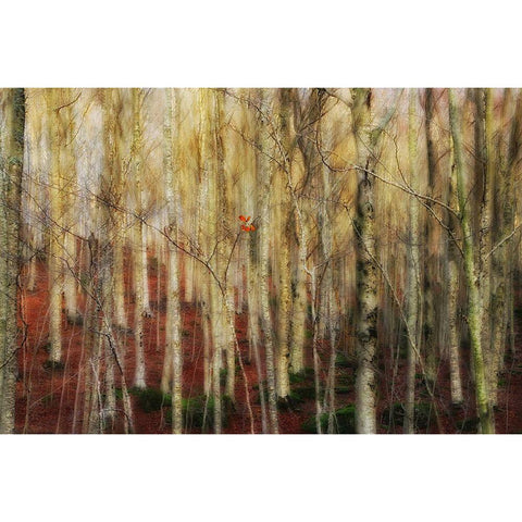 The Forest Of Ghosts Black Modern Wood Framed Art Print with Double Matting by Martini, Francesco