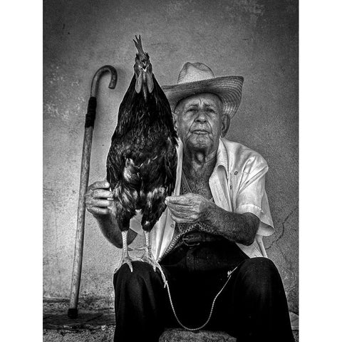 The Old Man With His Figting Cock White Modern Wood Framed Art Print by Mazalrey, Alain