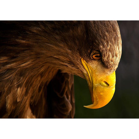 Eagle Pursues Prey Black Modern Wood Framed Art Print with Double Matting by K.H., Adriana