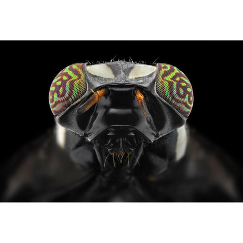 The Darth Vader White Modern Wood Framed Art Print by Jusa, Donald