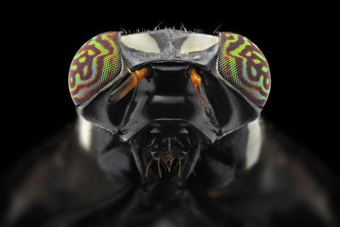 The Darth Vader White Modern Wood Framed Art Print with Double Matting by Jusa, Donald