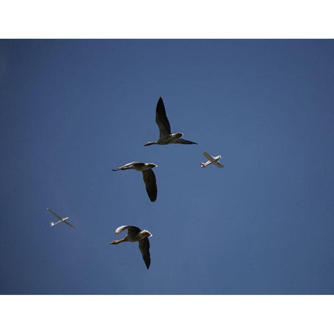 Migrating White Modern Wood Framed Art Print by Mathiesen, Kent