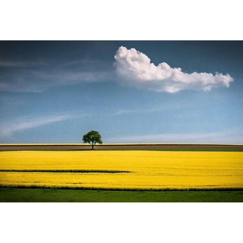 The Tree And The Cloud White Modern Wood Framed Art Print by Wonisch, Andreas