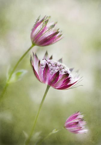 Astrantia White Modern Wood Framed Art Print with Double Matting by Disher, Mandy