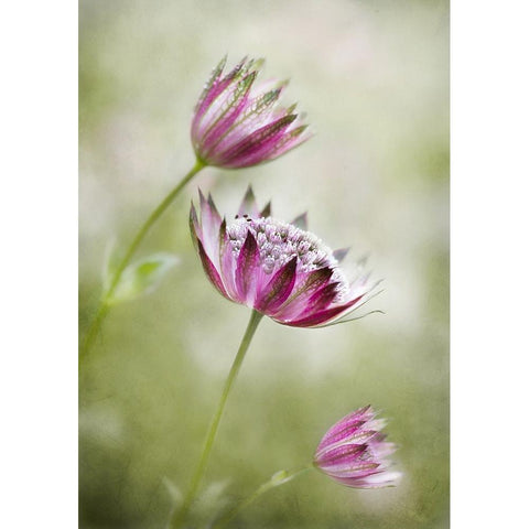 Astrantia Gold Ornate Wood Framed Art Print with Double Matting by Disher, Mandy