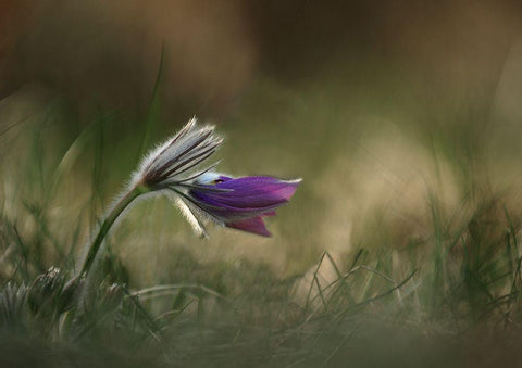 Alone Black Ornate Wood Framed Art Print with Double Matting by Lichner, Istvan