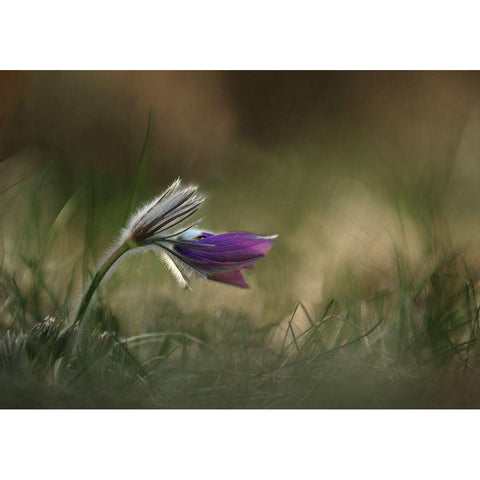 Alone Gold Ornate Wood Framed Art Print with Double Matting by Lichner, Istvan