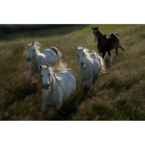 Gallop In White Modern Wood Framed Art Print by Malovrh, Milan