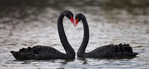 In Love Black Ornate Wood Framed Art Print with Double Matting by Tjandra, C.S.