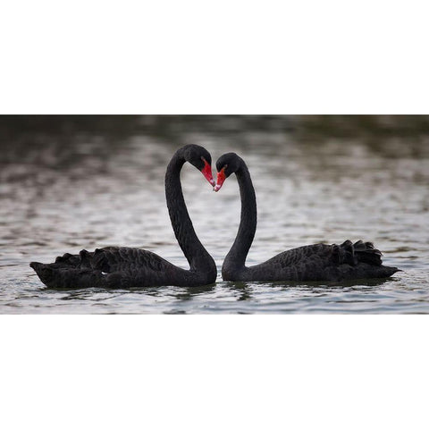 In Love Black Modern Wood Framed Art Print with Double Matting by Tjandra, C.S.