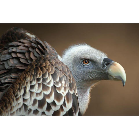 Vulture White Modern Wood Framed Art Print by Hoffman, Jimmy
