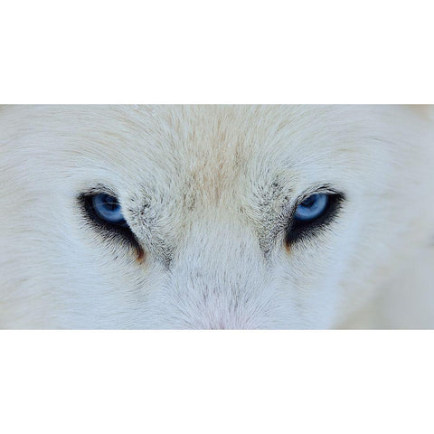 Mirada Azul White Modern Wood Framed Art Print by Angel Artus, Miquel