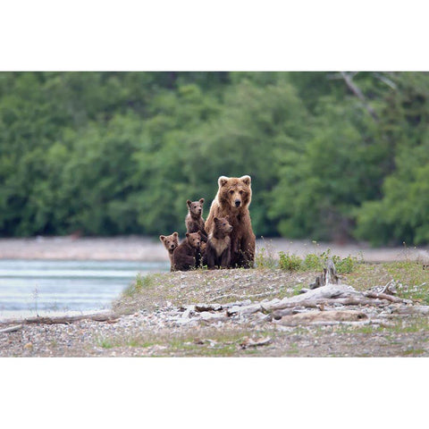 Family Affair. Black Modern Wood Framed Art Print with Double Matting by Stahl, Peter