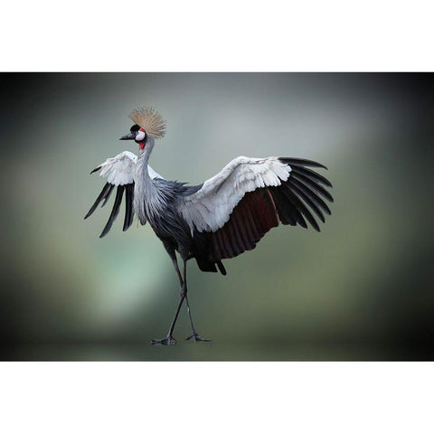 Top Model In The Photos Studio     .... Gold Ornate Wood Framed Art Print with Double Matting by Cseresnjes, Anna