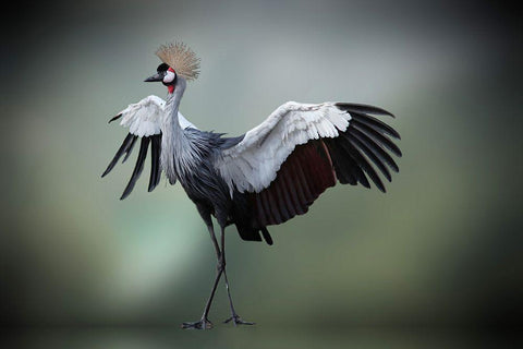 Top Model In The Photos Studio     .... Black Ornate Wood Framed Art Print with Double Matting by Cseresnjes, Anna