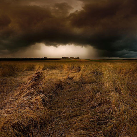 Straw Country Black Modern Wood Framed Art Print by Schumacher, Nicolas