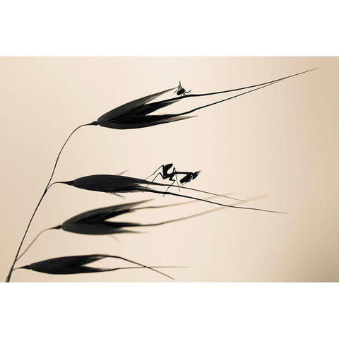 Gone With The Wind Gold Ornate Wood Framed Art Print with Double Matting by Bravin, Fabien