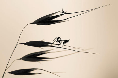 Gone With The Wind White Modern Wood Framed Art Print with Double Matting by Bravin, Fabien
