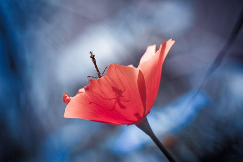 The Poppy Master White Modern Wood Framed Art Print with Double Matting by Bravin, Fabien