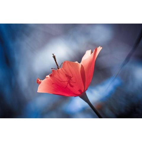 The Poppy Master Black Modern Wood Framed Art Print by Bravin, Fabien