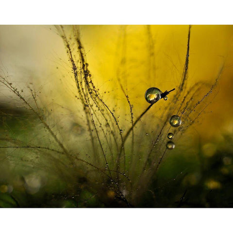 A Golden Morning Shower White Modern Wood Framed Art Print by Westum, Heidi