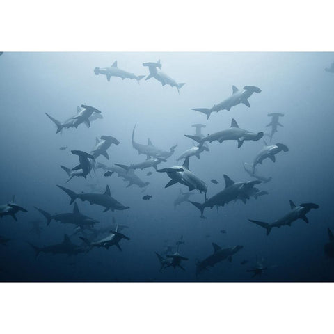 Swarming Black Modern Wood Framed Art Print by Safonov, Alexander