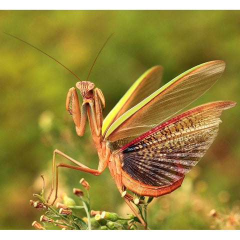 The Mantis Spreads Its Tail Gold Ornate Wood Framed Art Print with Double Matting by Liangdawei