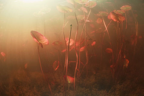 Lines World Black Ornate Wood Framed Art Print with Double Matting by Narchuk, Andrey