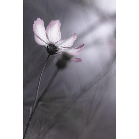 Cosmos White Modern Wood Framed Art Print by HIDEBON