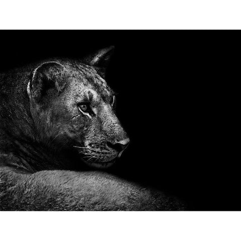 Lion Black Modern Wood Framed Art Print with Double Matting by Wildphotoart