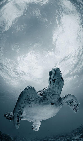 Elegy White Modern Wood Framed Art Print with Double Matting by Narchuk, Andrey