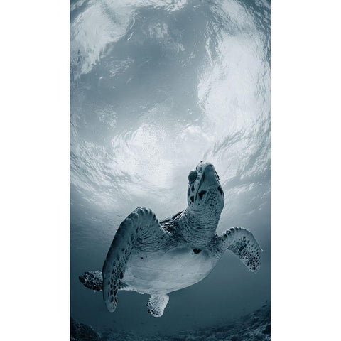 Elegy White Modern Wood Framed Art Print by Narchuk, Andrey