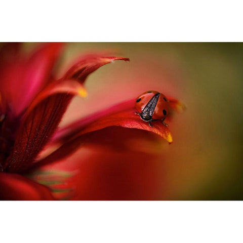 Simply Red Black Modern Wood Framed Art Print by Disher, Mandy