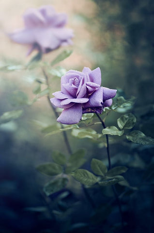 Untitled Black Ornate Wood Framed Art Print with Double Matting by Ajkabajka