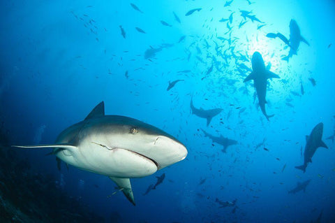 Beqa Shark Labs White Modern Wood Framed Art Print with Double Matting by Safonov, Alexander