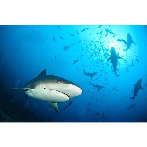 Beqa Shark Labs White Modern Wood Framed Art Print by Safonov, Alexander