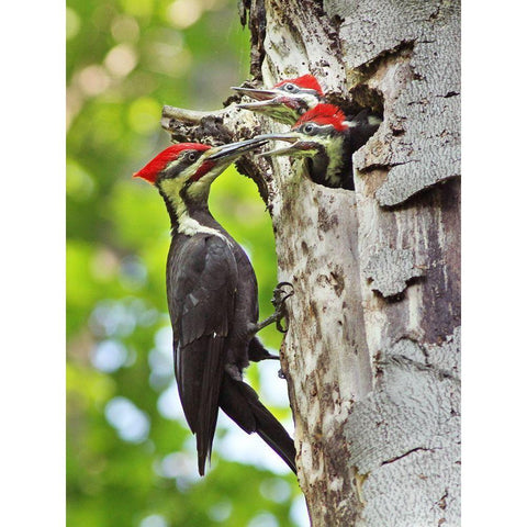 Pileated Woodpecker Gold Ornate Wood Framed Art Print with Double Matting by Costina, Mircea