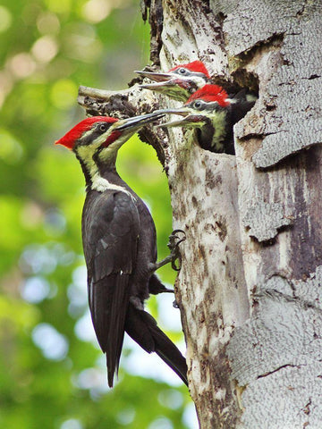 Pileated Woodpecker Black Ornate Wood Framed Art Print with Double Matting by Costina, Mircea