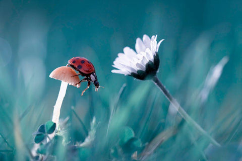 The Story Of The Lady Bug That Tries To Convice The Mushroom To Have A Date With The Beautiful Daisy White Modern Wood Framed Art Print with Double Matting by Bravin, Fabien