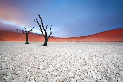 Mist Over Deadvlei White Modern Wood Framed Art Print with Double Matting by Mcrae, Ben