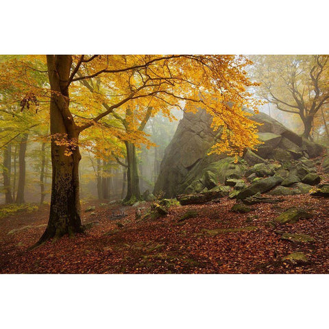 Autumn Forest Black Modern Wood Framed Art Print with Double Matting by Rericha, Daniel