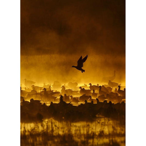 Fire In The Mist Black Modern Wood Framed Art Print with Double Matting by Forns, Alfred