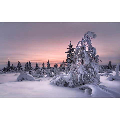 Lappland - Winterwonderland Gold Ornate Wood Framed Art Print with Double Matting by Schweiger, Christian