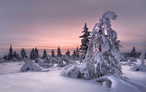 Lappland - Winterwonderland Black Ornate Wood Framed Art Print with Double Matting by Schweiger, Christian