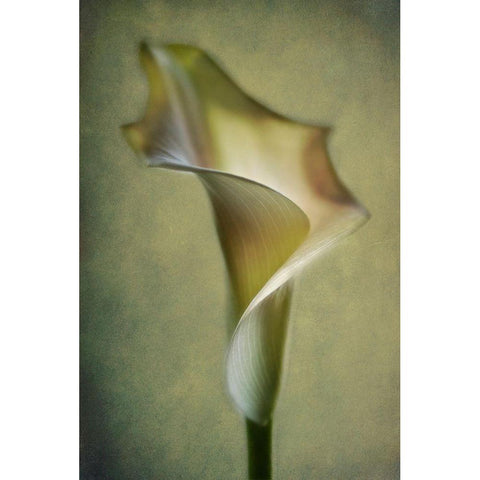 Calla Lily Gold Ornate Wood Framed Art Print with Double Matting by Andersen, Lotte