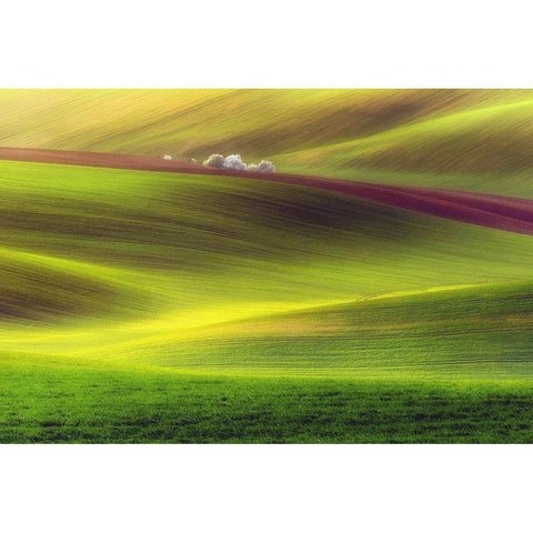 Golden Fields White Modern Wood Framed Art Print by Krol, Piotr