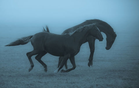 Horses In The Fog Black Ornate Wood Framed Art Print with Double Matting by Wallberg, Allan